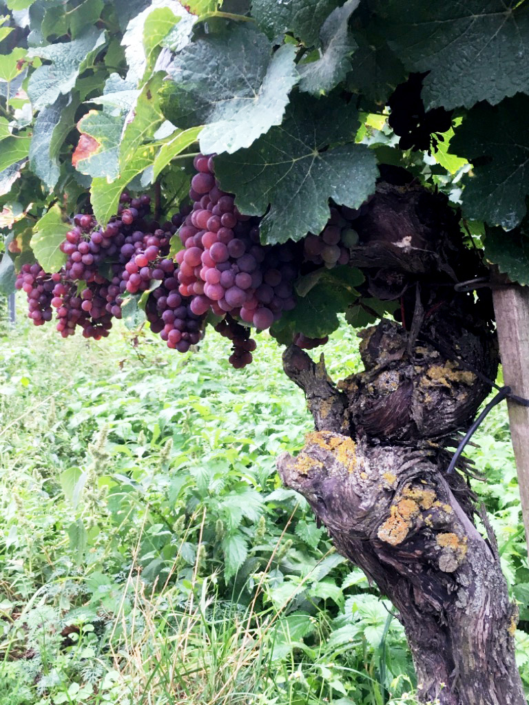 Gewürztraminer, Clevner, Auvernas Rouge Clair …
